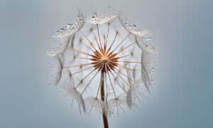 Dandelion covered with dew